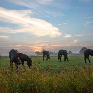 Inner Journey 3&ndash; Atem & Pferd   13.06.2026